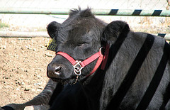 Black steer