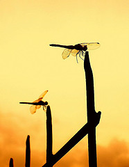 Dragonflies at sunset
